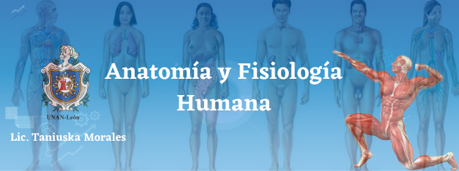 Anatomía y Fisiología Humana. 2021. Grupo B.