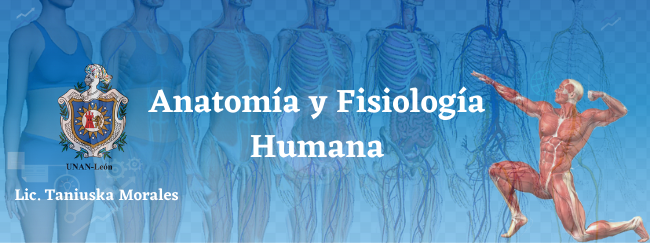 Anatomía y Fisiología Humana. 2021. Grupo A.